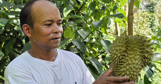 Escaping Poverty Thanks To The Durian Tree