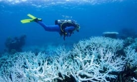Một số đảo san hô quan trọng của Australia nguy cơ biến mất vì khủng hoảng khí hậu