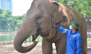 Công nhân vườn thú Hà Nội mất ăn mất ngủ khi voi ốm, thay nhau đánh gió, xoa dầu