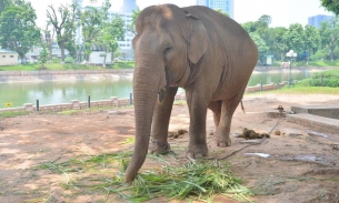 Tháo xích chân cho hai con voi ở vườn thú Hà Nội