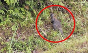 Vụ 4 con chuột túi ở Cao Bằng: Vườn quốc gia Hoàng Liên sẵn sàng tiếp nhận