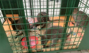 Vườn Quốc gia Hoàng Liên tiếp nhận 4 con chuột túi ở Cao Bằng