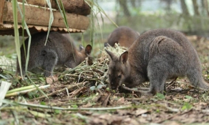 2 trong số 4 con chuột túi bắt được ở Cao Bằng đã chết vì viêm phổi
