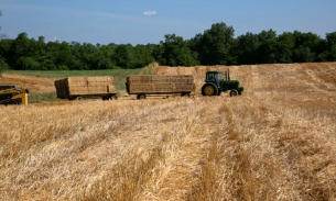 Giá ngô và lúa mì tương lai có thể tiếp tục tăng do xung đột Nga-Ukraine