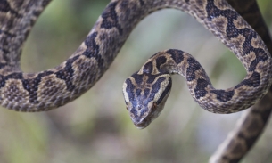 Nghiên cứu gen nọc độc loài rắn để lí giải: Con người có độc không?