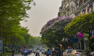 Hà Nội: Hoa bằng lăng khoe sắc khắp phố phường Thủ đô