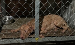 Bình Dương: Chó pitbull cắn tử vong cụ bà 82 tuổi