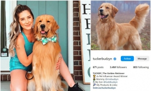 Chó cưng 5 tuổi giúp chủ nhân kiếm 1 triệu USD/năm nhờ mạng xã hội