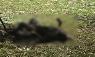 TP Thủ Đức: Phát hiện xác người đàn ông cháy đen giữa khu đất trống
