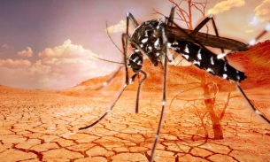 WHO cảnh báo sự lây lan của các bệnh liên quan đến virus do El Nino