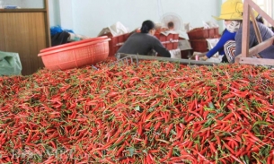 Cục Bảo vệ thực vật bác tin Hàn Quốc cấm nhập khẩu ớt từ Việt Nam lan truyền trên mạng xã hội