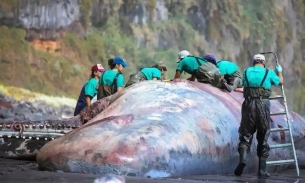 Tìm thấy 'long diên hương' quý hiếm trị có giá gần 13 tỷ đồng trong xác cá voi