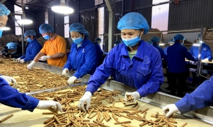 Loại vỏ cây của Việt Nam có kim ngạch xuất khẩu 129,2 triệu USD, top 3 trên toàn thế giới