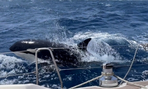 Cá voi sát thủ húc vào tàu thuyền để trả thù?