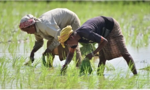 Lệnh cấm xuất khẩu gạo của Ấn Độ gây thiệt hại cho hàng triệu người trên toàn cầu