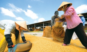 Thủ tướng yêu cầu xử lý nghiêm trường hợp trục lợi bất chính, đẩy giá lúa gạo lên cao
