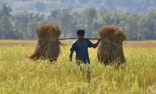 Giá gạo toàn cầu tăng gần mức cao nhất trong 12 năm và có thể tăng cao hơn nữa