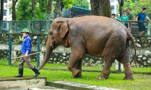 Đề xuất đưa hai con voi ở Công viên Thủ Lệ về vườn quốc gia Yók Đôn: Đừng nghĩ đó là chuyện dễ