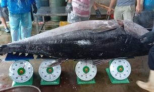 Cá ngừ Việt Nam thâm nhập vào thị trường Trung Đông rộng lớn