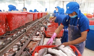 Xuất khẩu cá tra đặt kỳ vọng 1,8 tỷ USD cho cả năm 2023