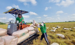 Giá gạo xuất khẩu quay đầu giảm, gạo của Việt Nam vẫn cao nhất thế giới
