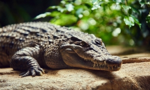 Trung Quốc: Hơn 70 con cá sấu sổng chuồng sau mưa lũ
