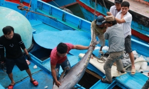 Mỹ dẫn đầu về thị trường nhập khẩu cá ngừ của Việt Nam