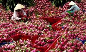 Xuất khẩu rau quả sang Trung Quốc trong tháng 8 tăng gần gấp 3 lần so với cùng kỳ