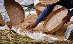 Philippines dỡ bỏ trần giá gạo, thị trường giảm nhưng giá gạo Việt Nam vẫn neo ở mức hơn 27 USD/tấn