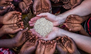 Hai châu lục sẽ 'tổn thương' nếu Ấn Độ kéo dài lệnh cấm xuất khẩu gạo đến năm 2024