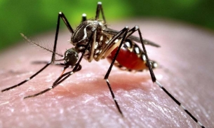 Kế hoạch thả 200 triệu con muỗi chống sốt xuất huyết ở Indonesia gây nhiều tranh cãi