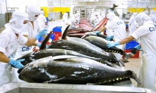 Xuất khẩu cá ngừ đóng hộp sang EU tăng 71%, 3 doanh nghiệp đóng góp nhiều nhất tháng 5 là ai?