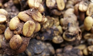 Cà phê phân chim đắt nhất thế giới, giá 1 kg gần bằng một cây vàng