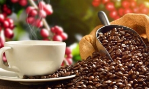 Xuất khẩu cà phê của Việt Nam sang Hà Lan đạt hơn 44 nghìn tấn