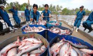 Dự báo kim ngạch xuất khẩu cá tra năm 2023 đạt 1,7 tỷ USD