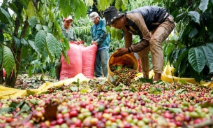 Cà phê Việt Nam khan hàng trên thị trường thế giới dù giá xuất khẩu lên cao kỷ lục