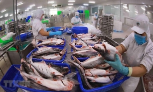 Quốc gia trong khối EU xếp thứ 2 về nhập khẩu cá tra Việt Nam