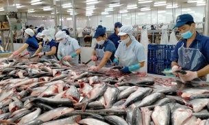 Một nước trong khối quốc gia Bắc Mỹ duy trì vị trí thứ 2 nhập khẩu cá tra Việt Nam