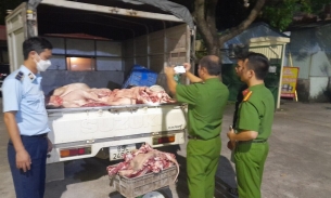 Gần 1,4 tấn thịt lợn đang trong quá trình phân hủy được vận chuyển đem đi tiêu thụ