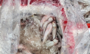 Thanh Hóa: Hơn 4,5 tấn cá khoai dương tính với chất foocmon tác nhân gây ung thư