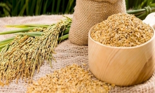 Bộ Công Thương lấy ý kiến về nhập khẩu gạo, lá thuốc lá khô năm 2023-2024