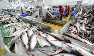 Người dân Trung Quốc và Hồng Kông ưa thích một loại cá phile đông lạnh của Việt Nam
