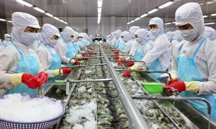 Xuất khẩu tôm của Việt Nam sang Mỹ tăng 23% so với cùng kỳ