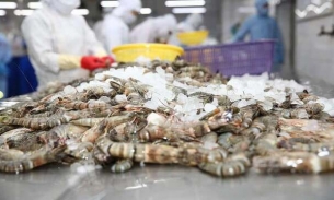 Xuất khẩu tôm sang nước bạn, Việt Nam thu về hơn 173 triệu USD