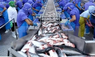 Bắc Kinh, Thượng Hải, Hồ Nam... là những điểm đến hàng đầu của cá tra Việt Nam tại Trung Quốc