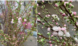 Bắt 'trend thú chơi' hoa đào sakura' người buôn hoa 'bỏ túi' tiền triệu