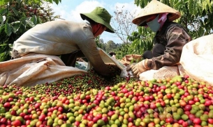 Một loại hạt của Việt Nam có mức giá đắt đỏ bậc nhất thế giới dự báo sẽ tăng mạnh trong năm 2024