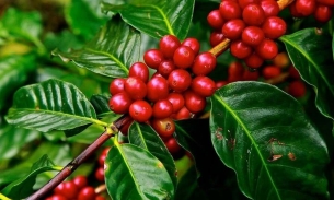Giá cà phê Robusta lên cao nhất 16 năm khi căng thẳng Biển Đỏ leo thang
