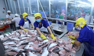 Mục tiêu kim ngạch xuất khẩu loại cá ngon nhất của Việt Nam đạt 2 tỷ USD