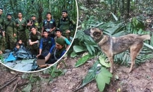 Vụ 4 trẻ nhỏ sống sót 40 ngày trong rừng Amazon: Chiến dịch tìm kiếm 'chú chó anh dũng' lạc giữa rừng rậm